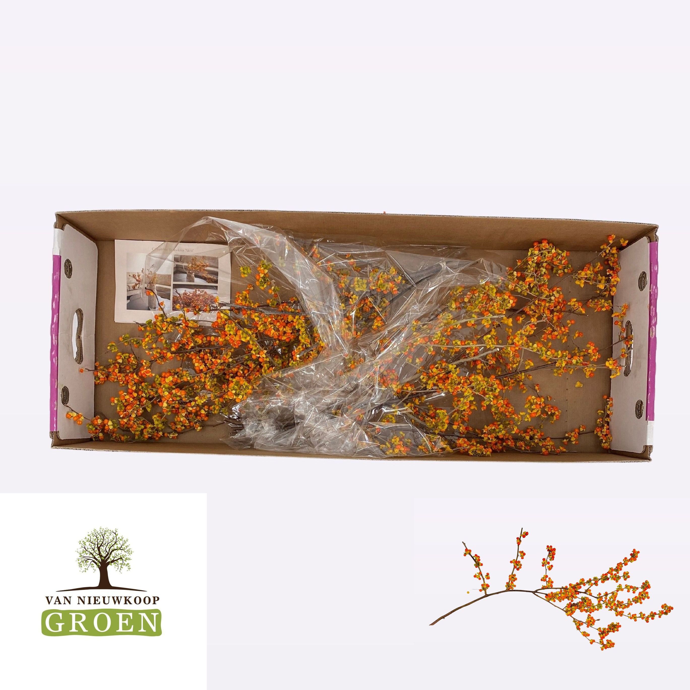 Celsatrus Scandens Nico Berry 70cm