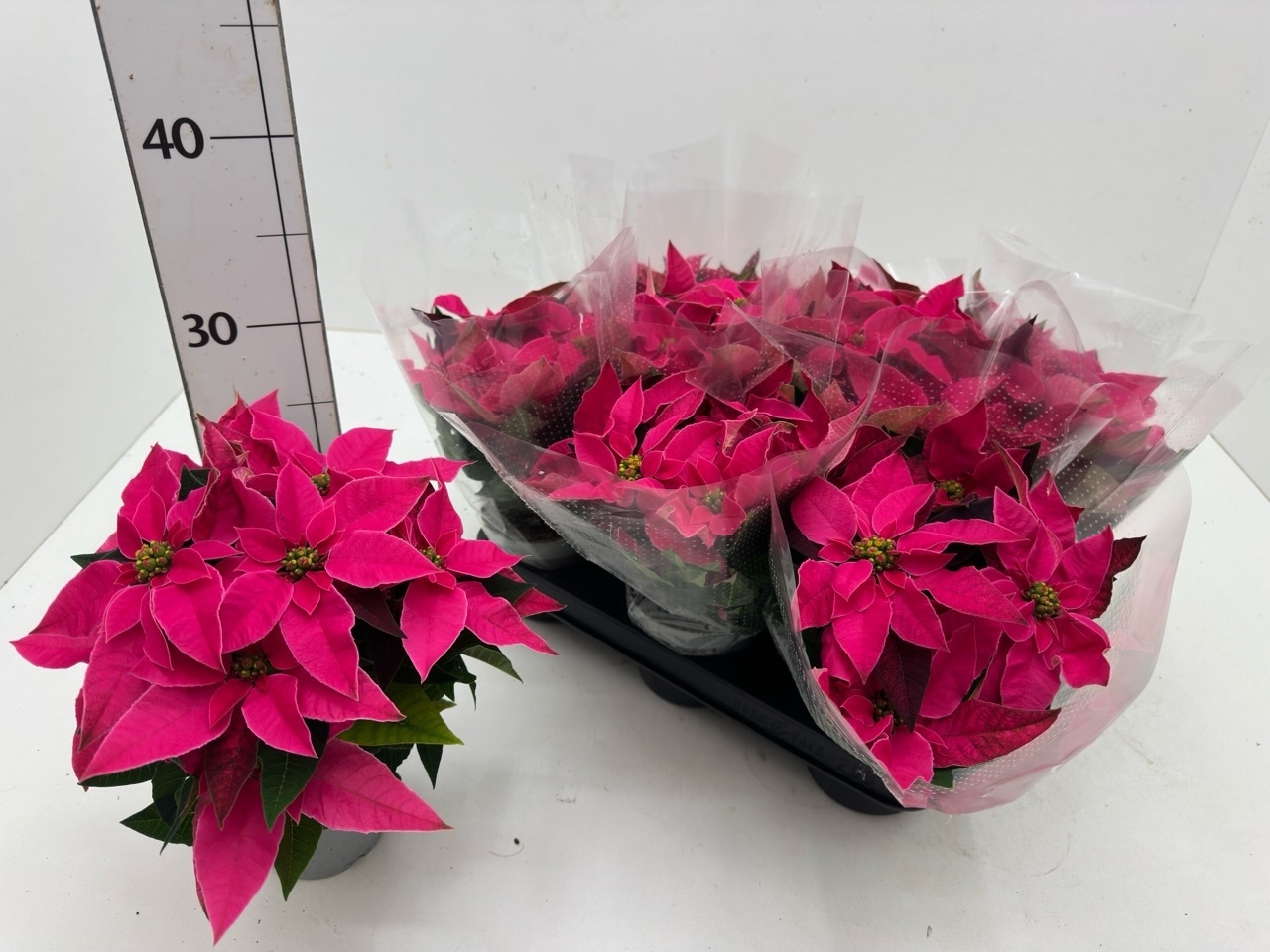 Euphor P Pri Da Pink 11P 24H