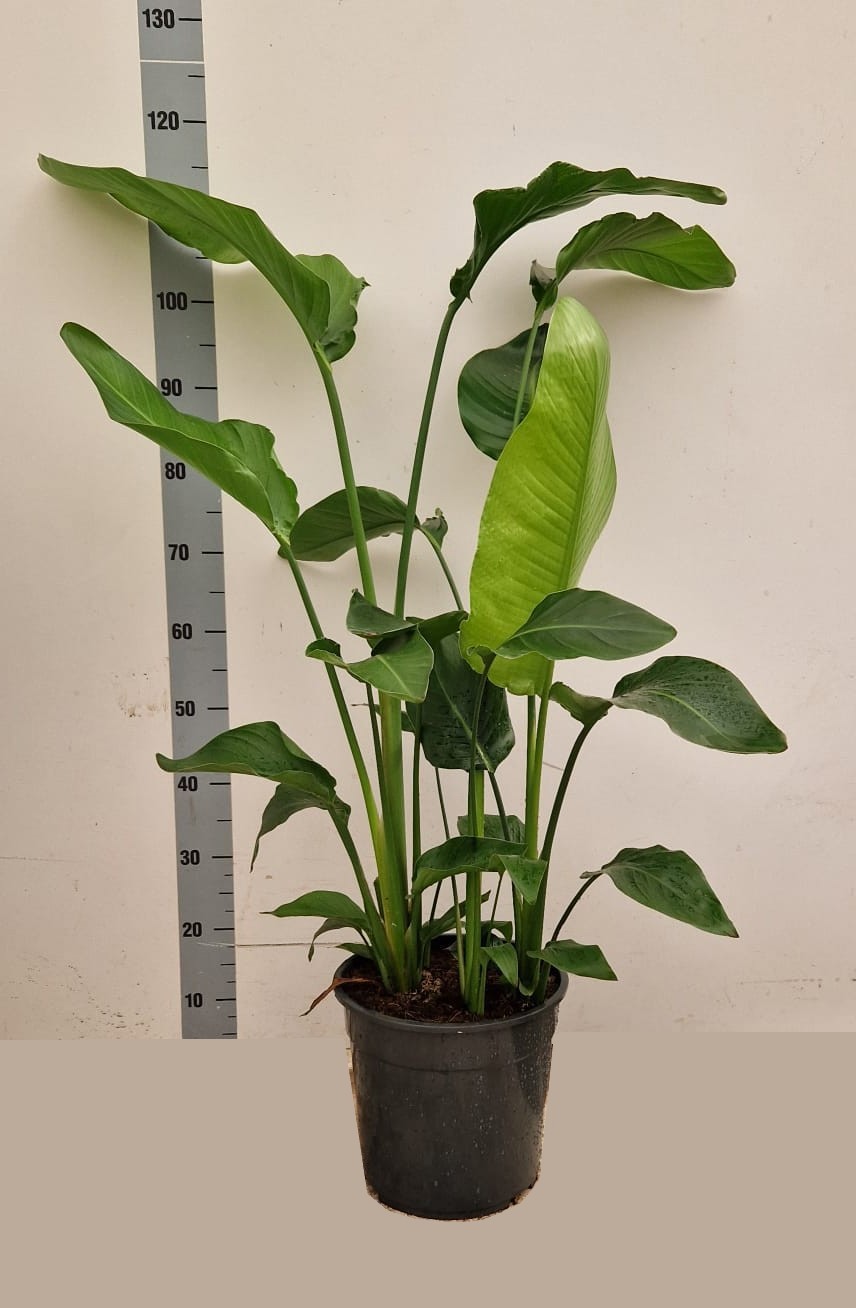 schnittblumen dünger für zimmerpflanzen Bio-Zimmer- & Grünpflanzendünger kaufen main image 1