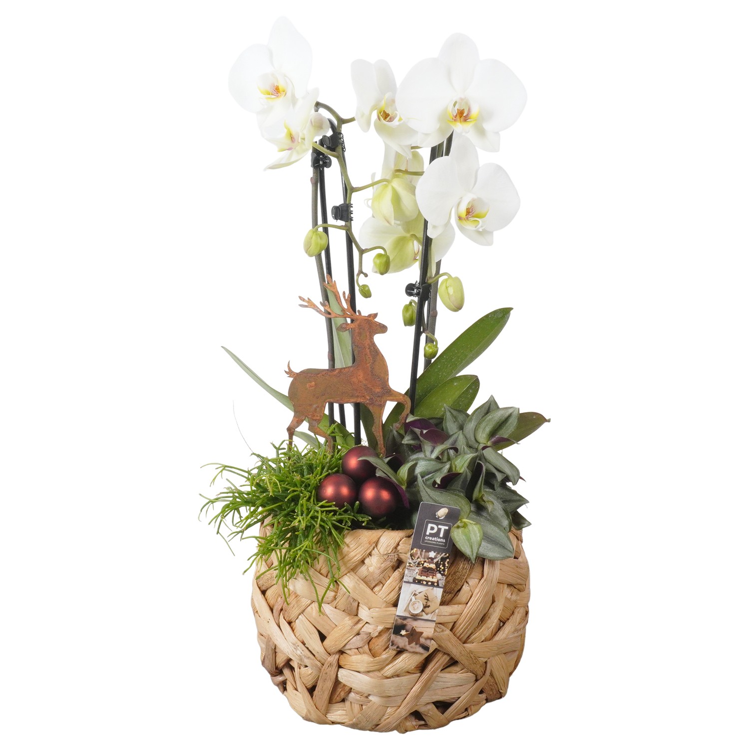 Picture of PTKB9349 Arrangement X-Mas in grass basket P20 54CM