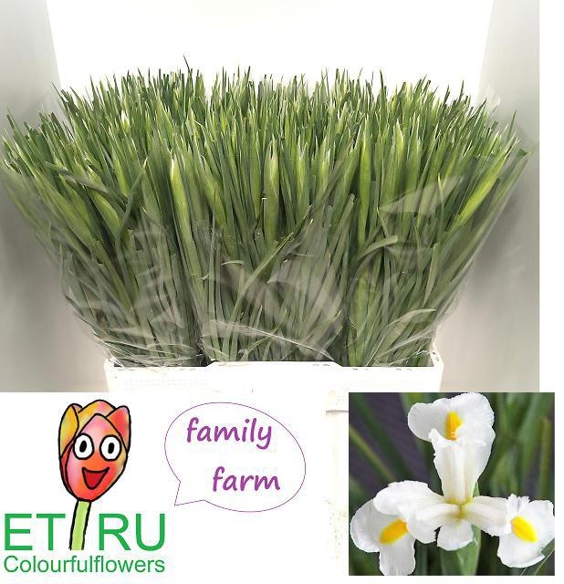 Iris White Magic 50cm