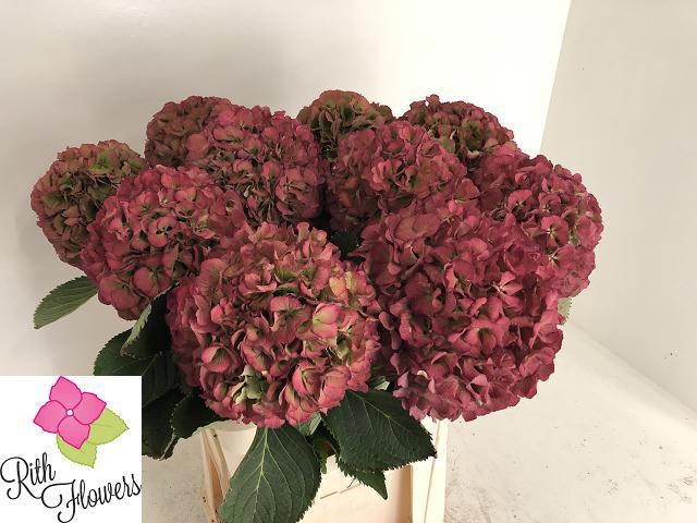Hydrangea Elbtal Classic Pink 80cm 24Ø