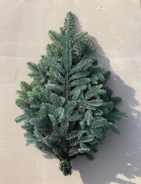 Abies Nobilis Blue