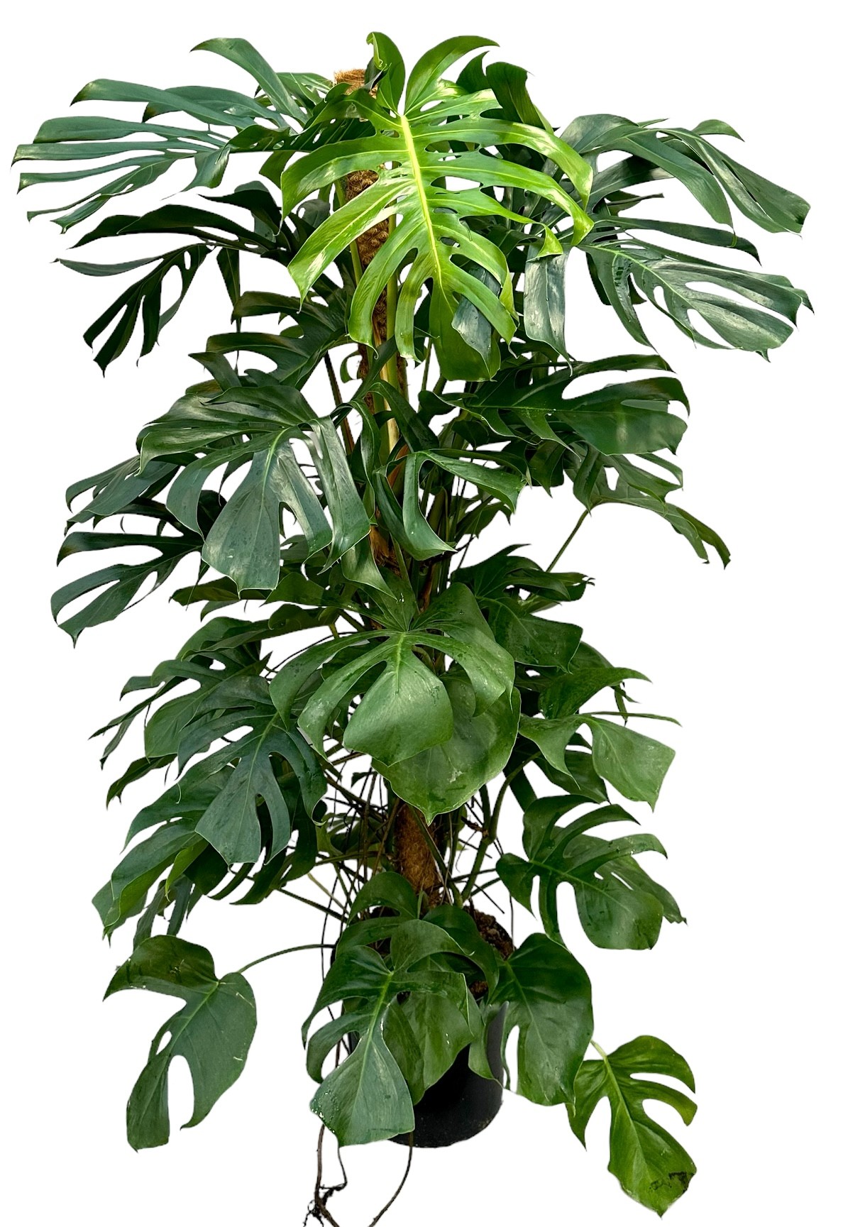 Picture of Monstera deliciosa Moss Stick 200 cm P32 170cm (LOOSE)