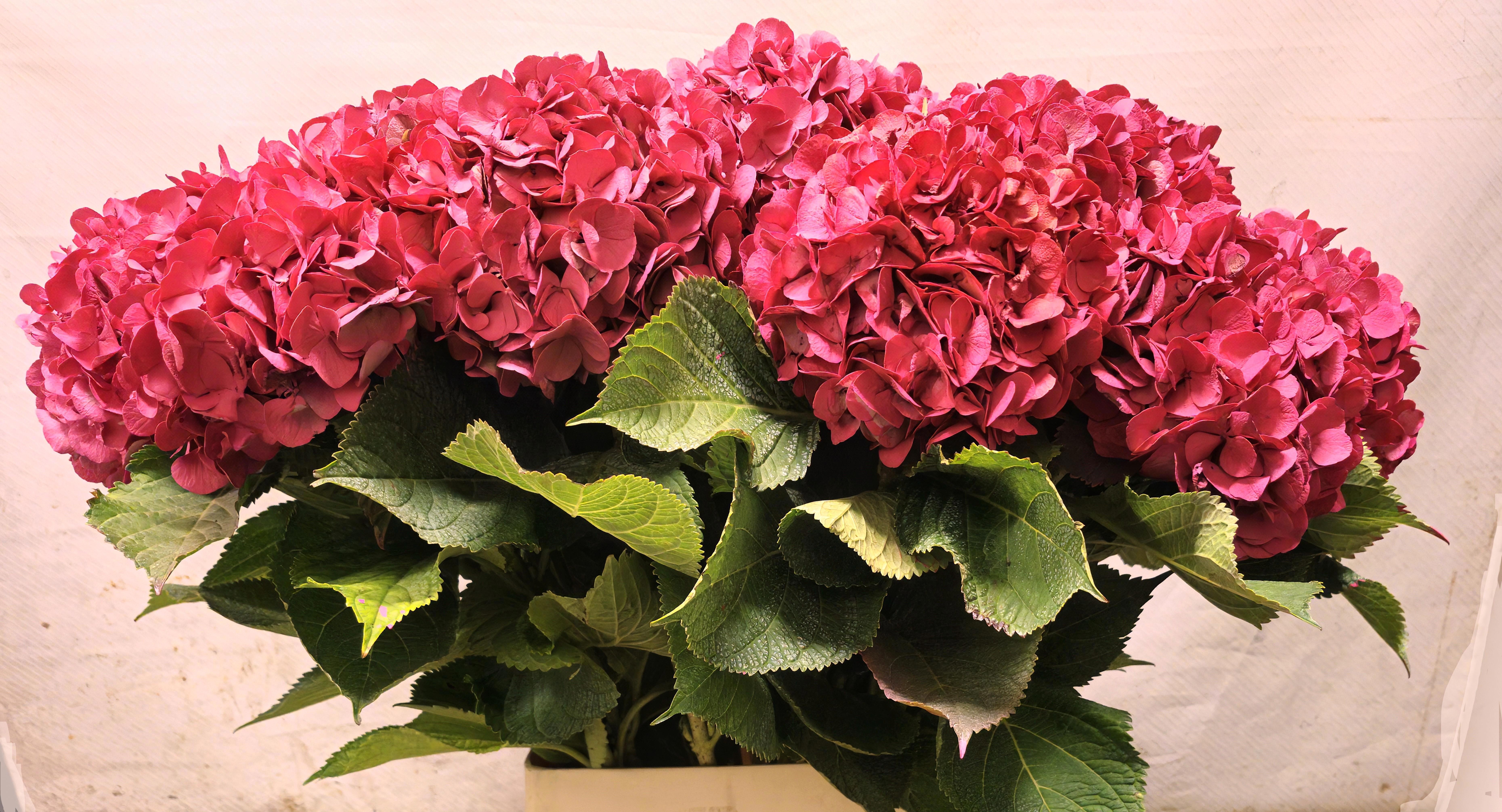Hydrangea Painted 100cm 20Ø