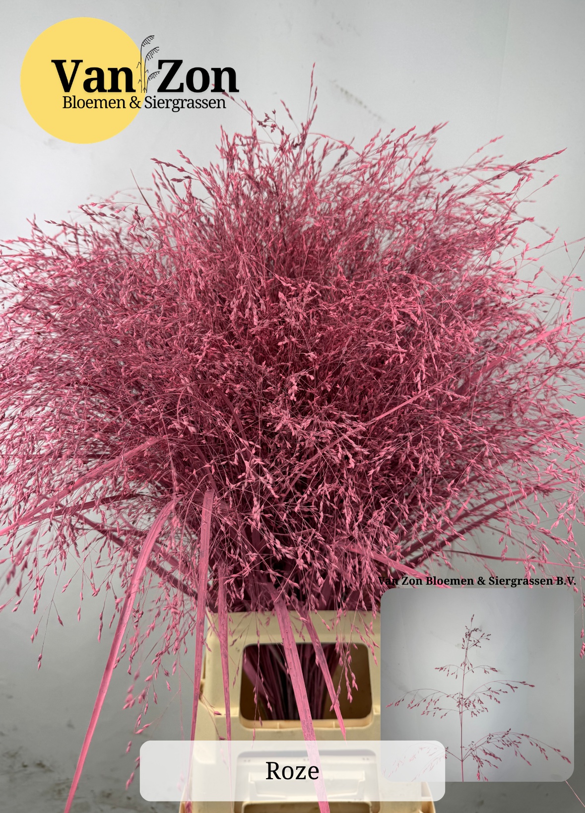 Ornamental Grass Painted (PANICUM)