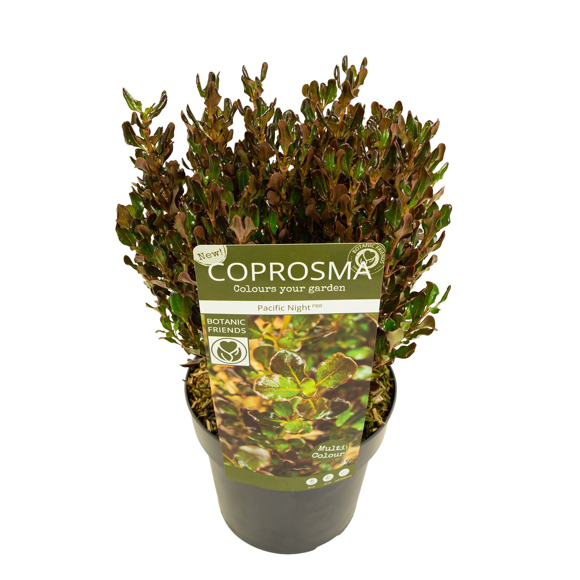 Coprosma repens Pacific Night ('Hutpac')