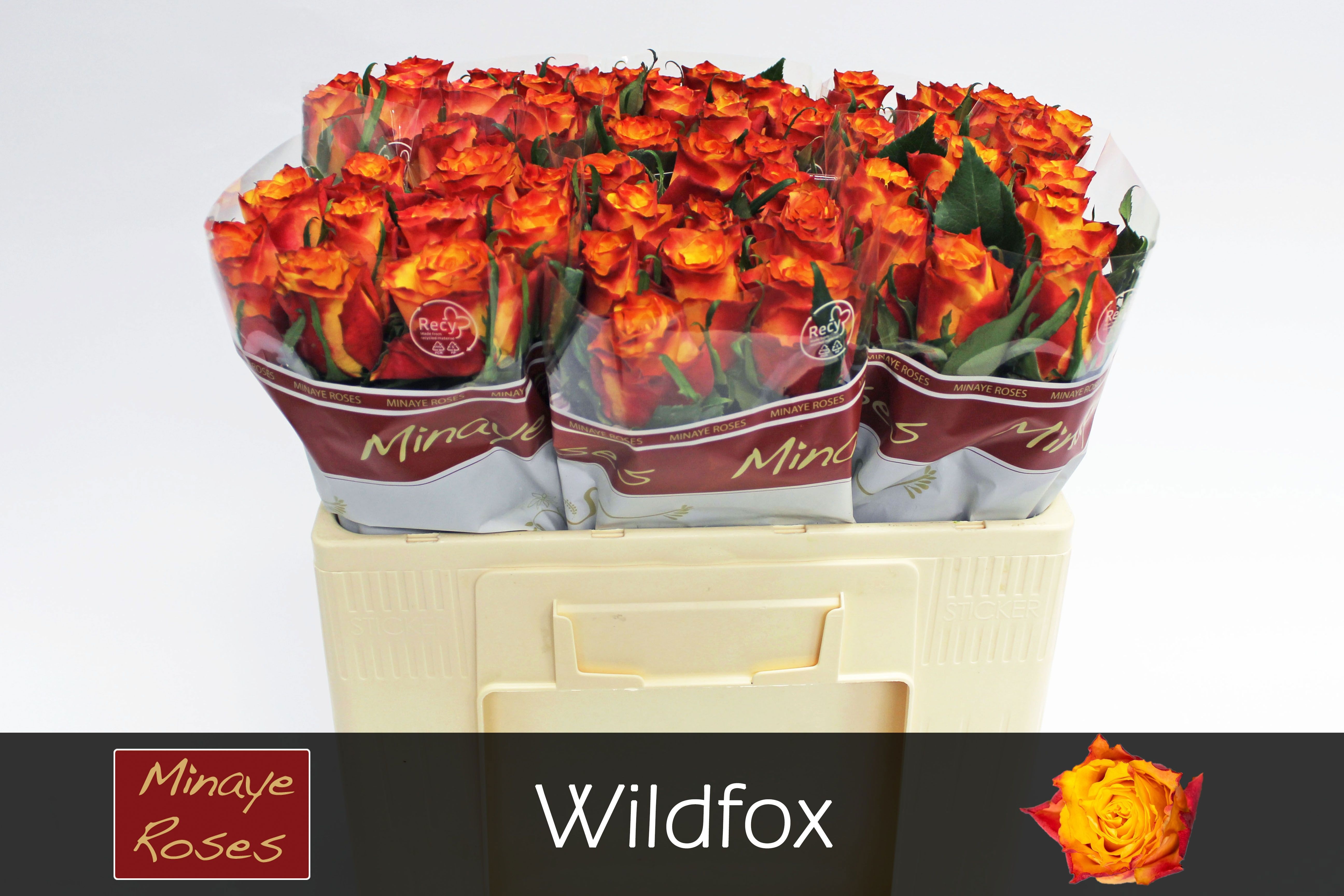 Rosa Wildfox 50cm