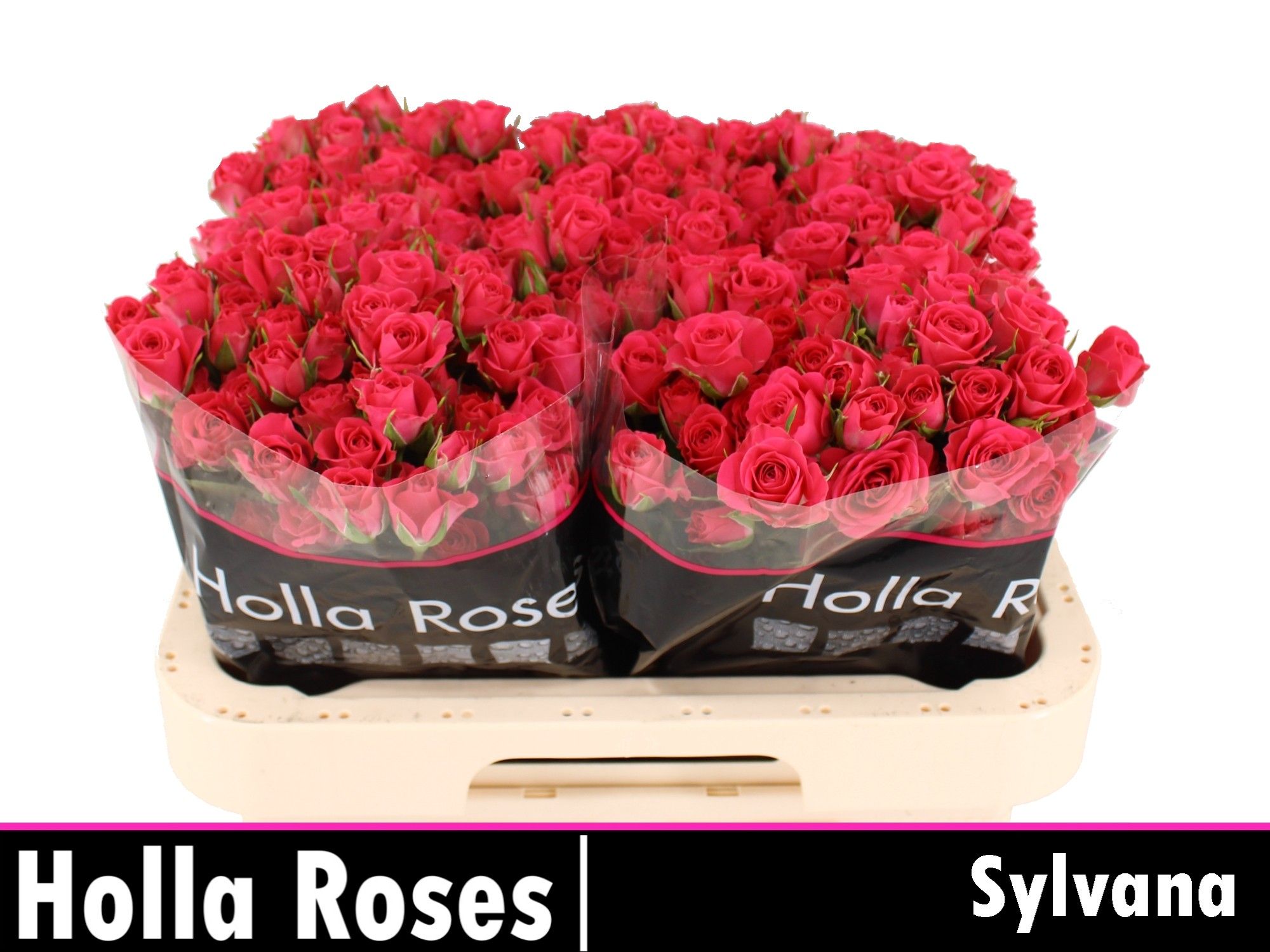 R Tr Sylvana 60cm