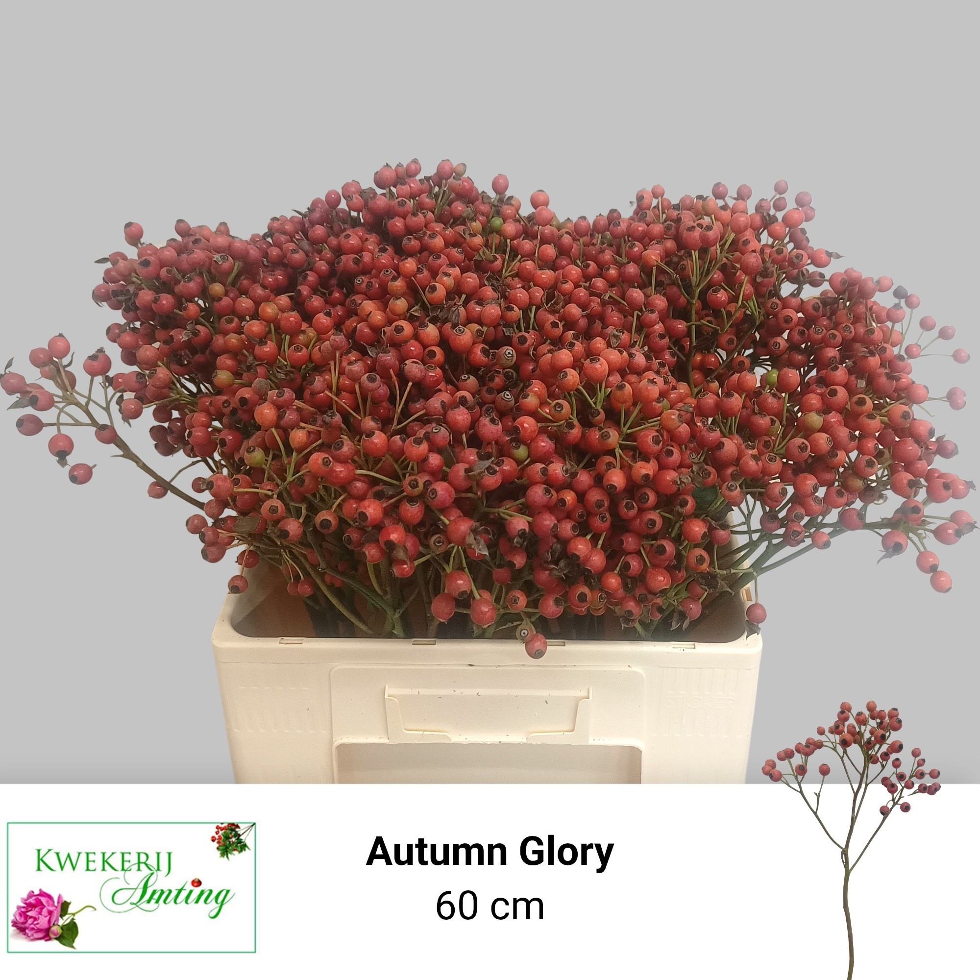 Rosa Mag Autum Glory 60cm