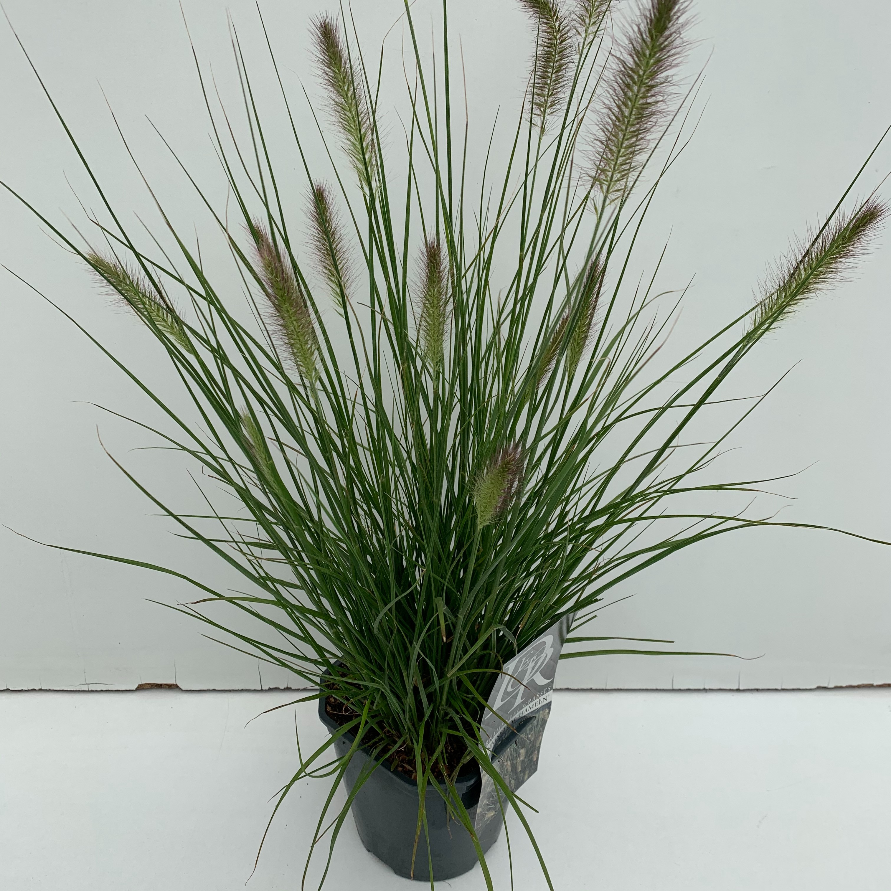 Picture of Pennisetum Hameln P17 (2 Ltr) Square