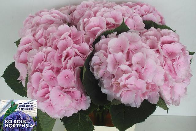 Hydrangea Verena Pink 60cm 20Ø