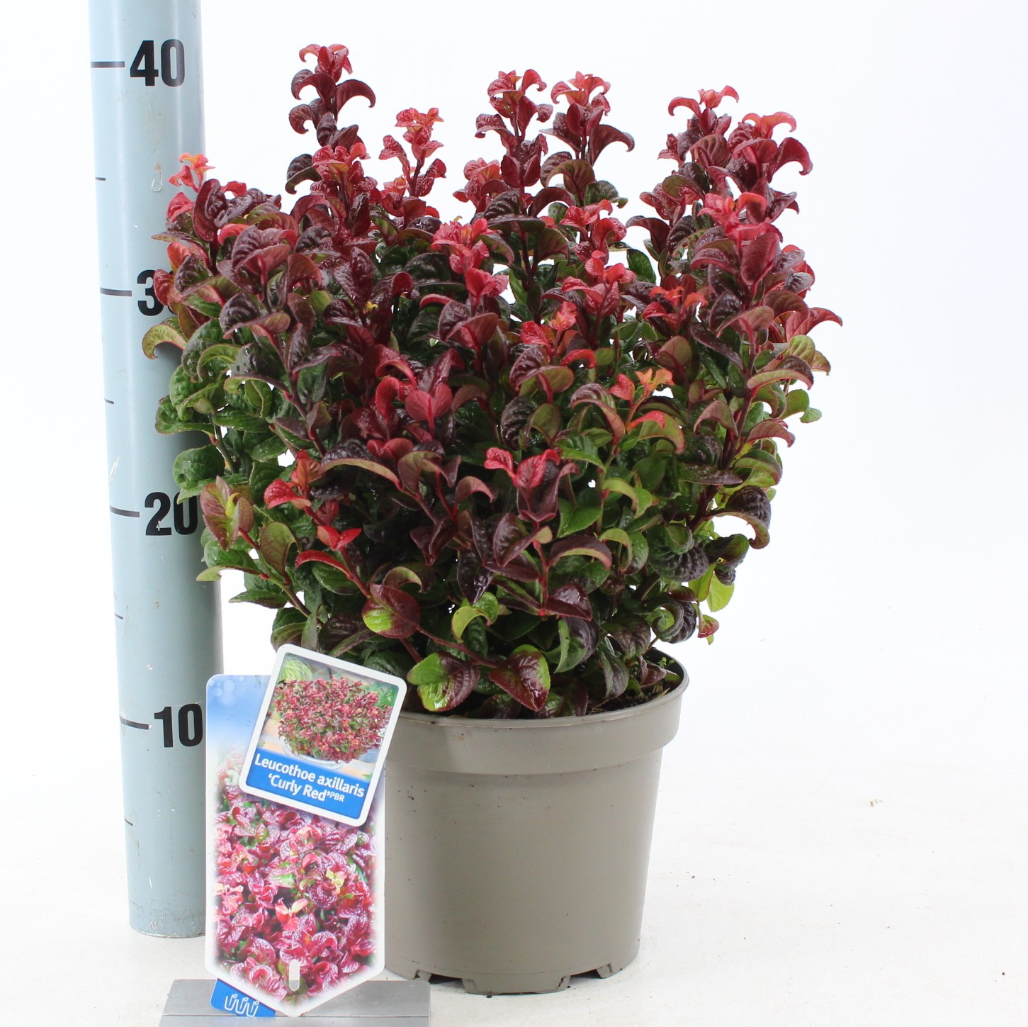 Picture of Leucothoe axillaris Curly Red P17 (2 Ltr)