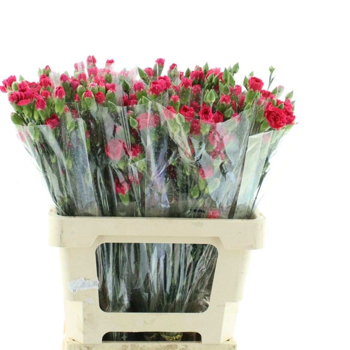Dianthus Spr Pigeon 60cm