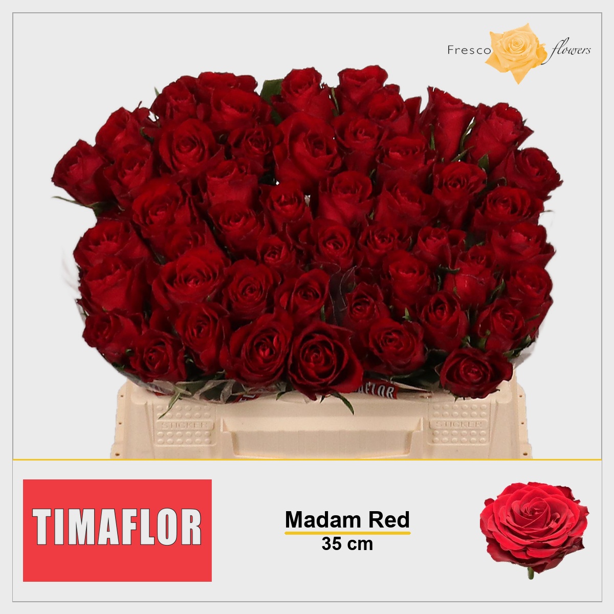 Rosa Madam Red 35cm