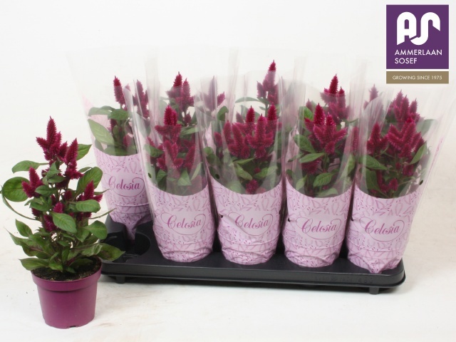 Celos Deep Purple 12Ø 36cm
