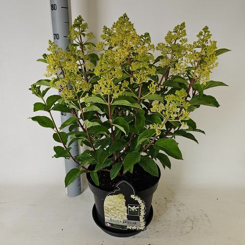 Hydrangea panic. Silver Dollar p29 Vlasv
