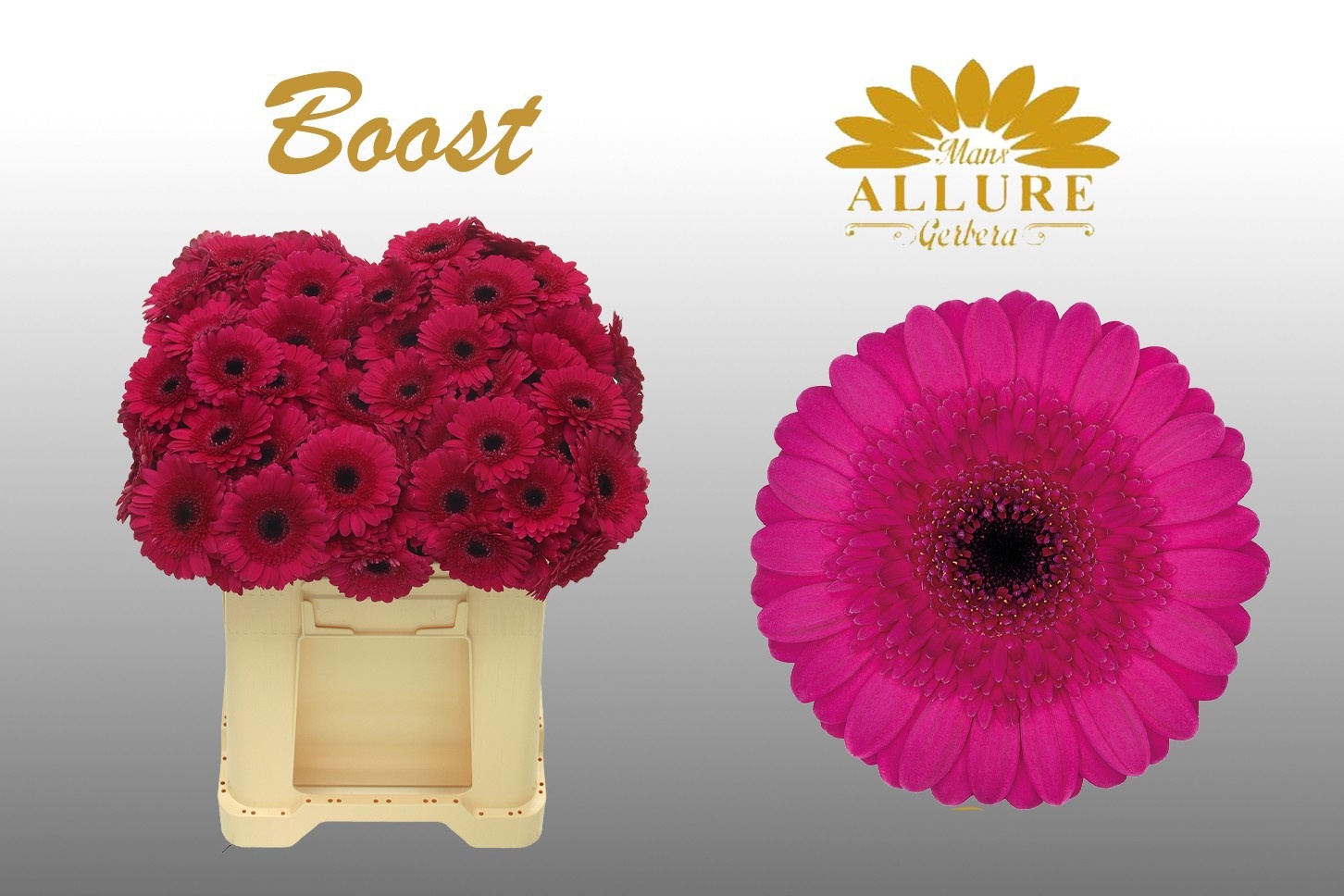 Gerbera Mini Boost