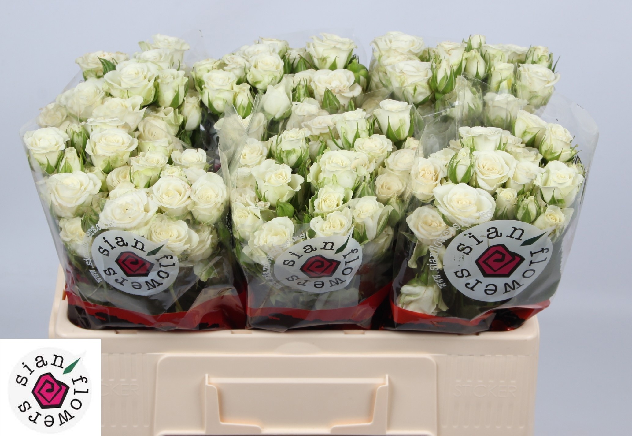 Rosa Spr Snowflake 50cm