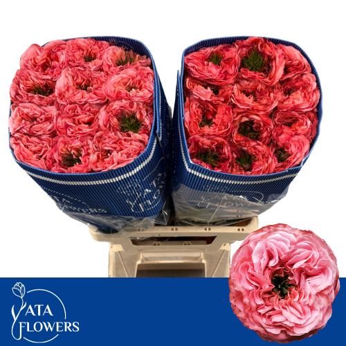 Rosa Mandarin Xpress 50cm