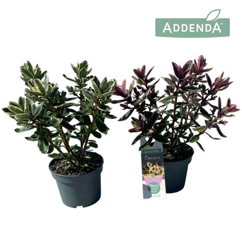 Hebe Addenda Classica mix P12 Roest