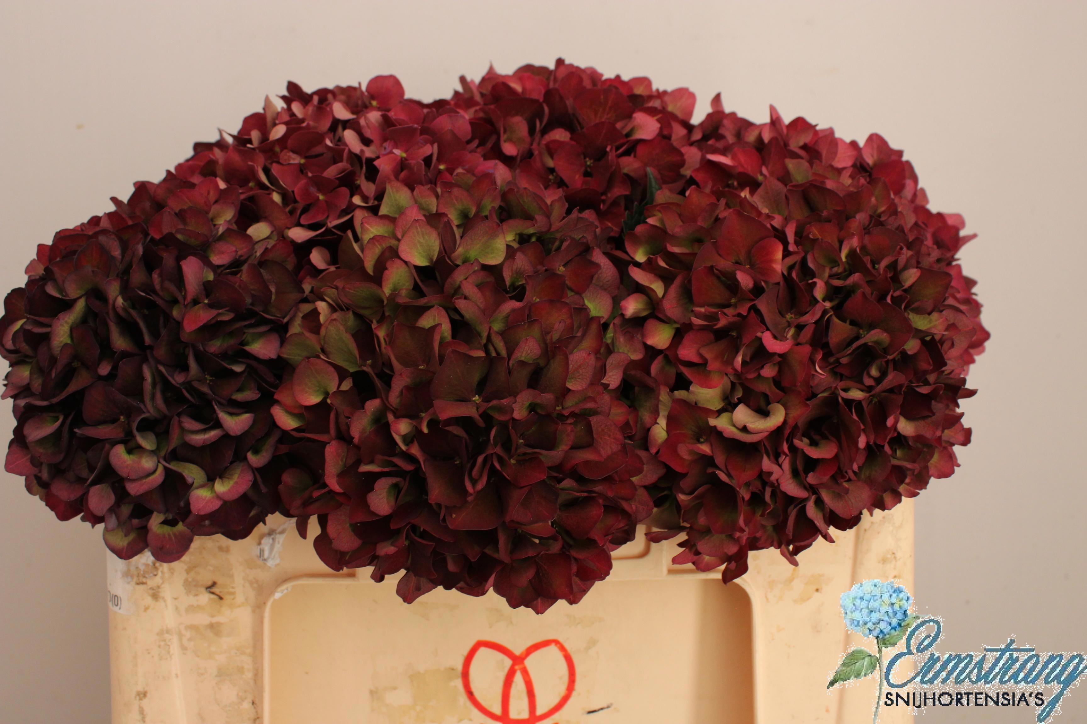 Hydrangea Ruby Red Classic 50cm 18Ø