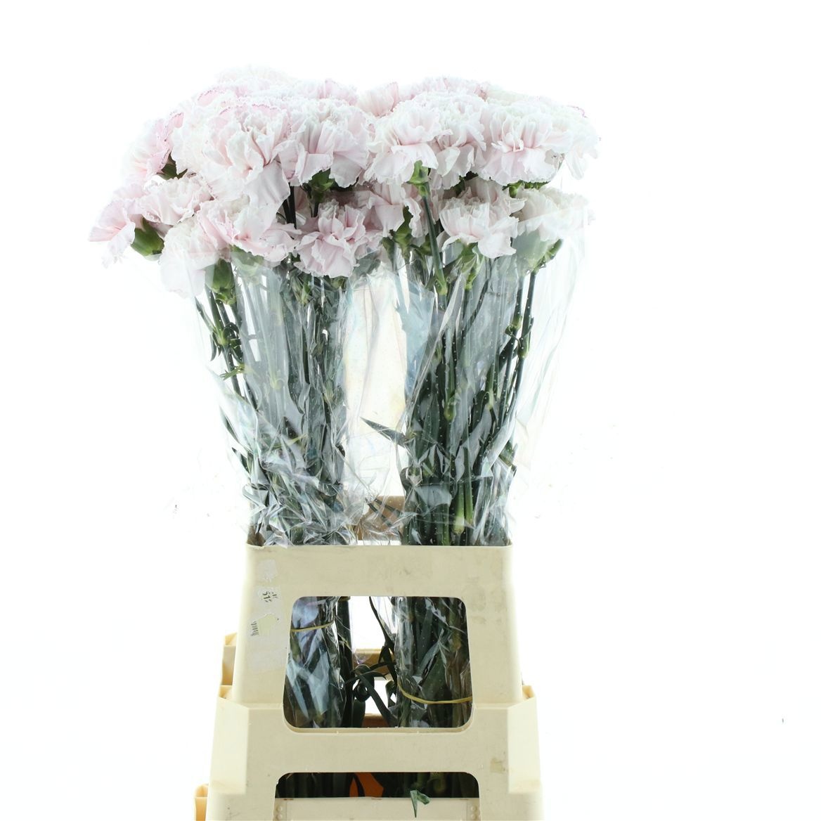 Dianthus St Painted 70cm