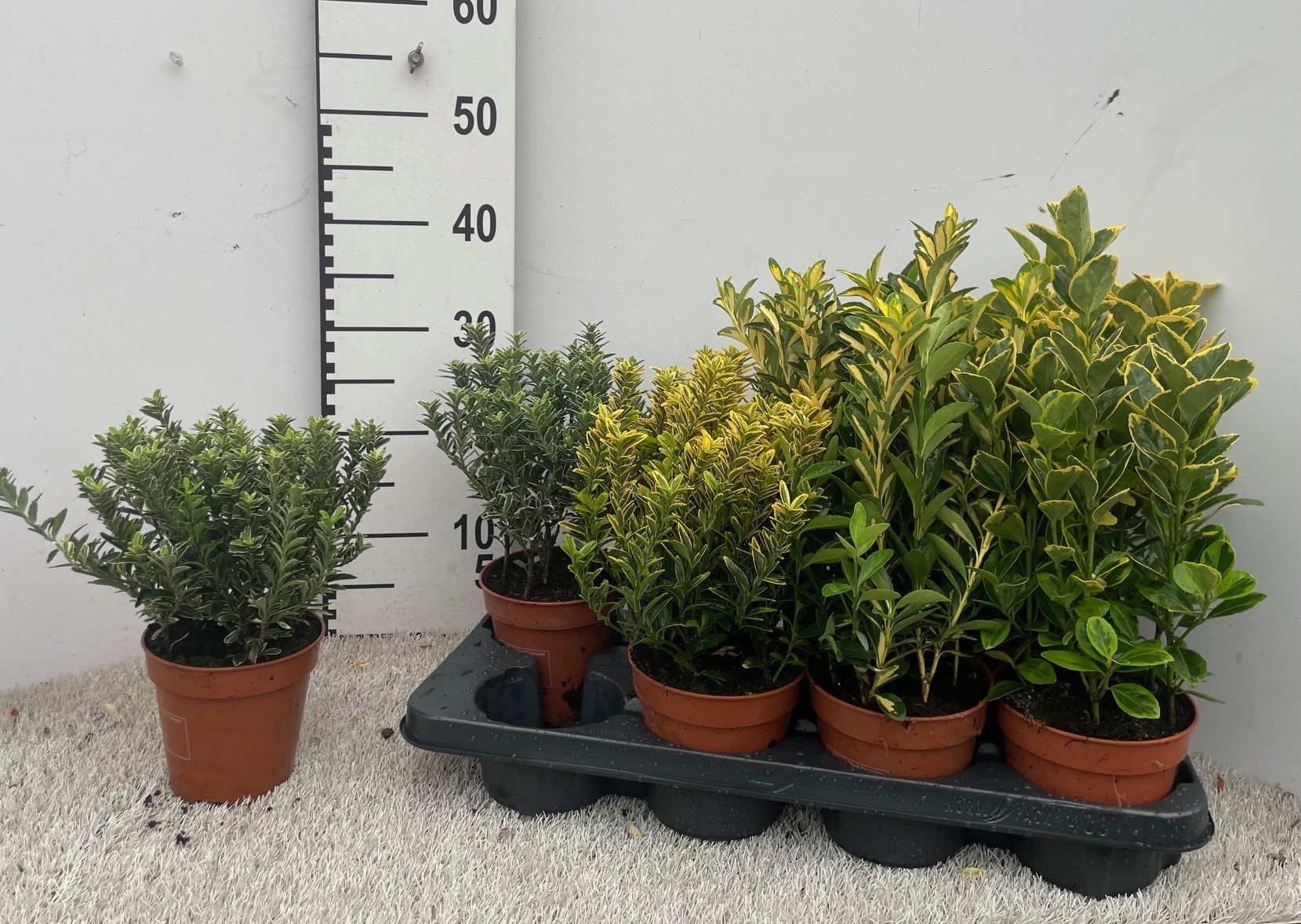 Euonymus Jap Gem 13P 30H 99bloei