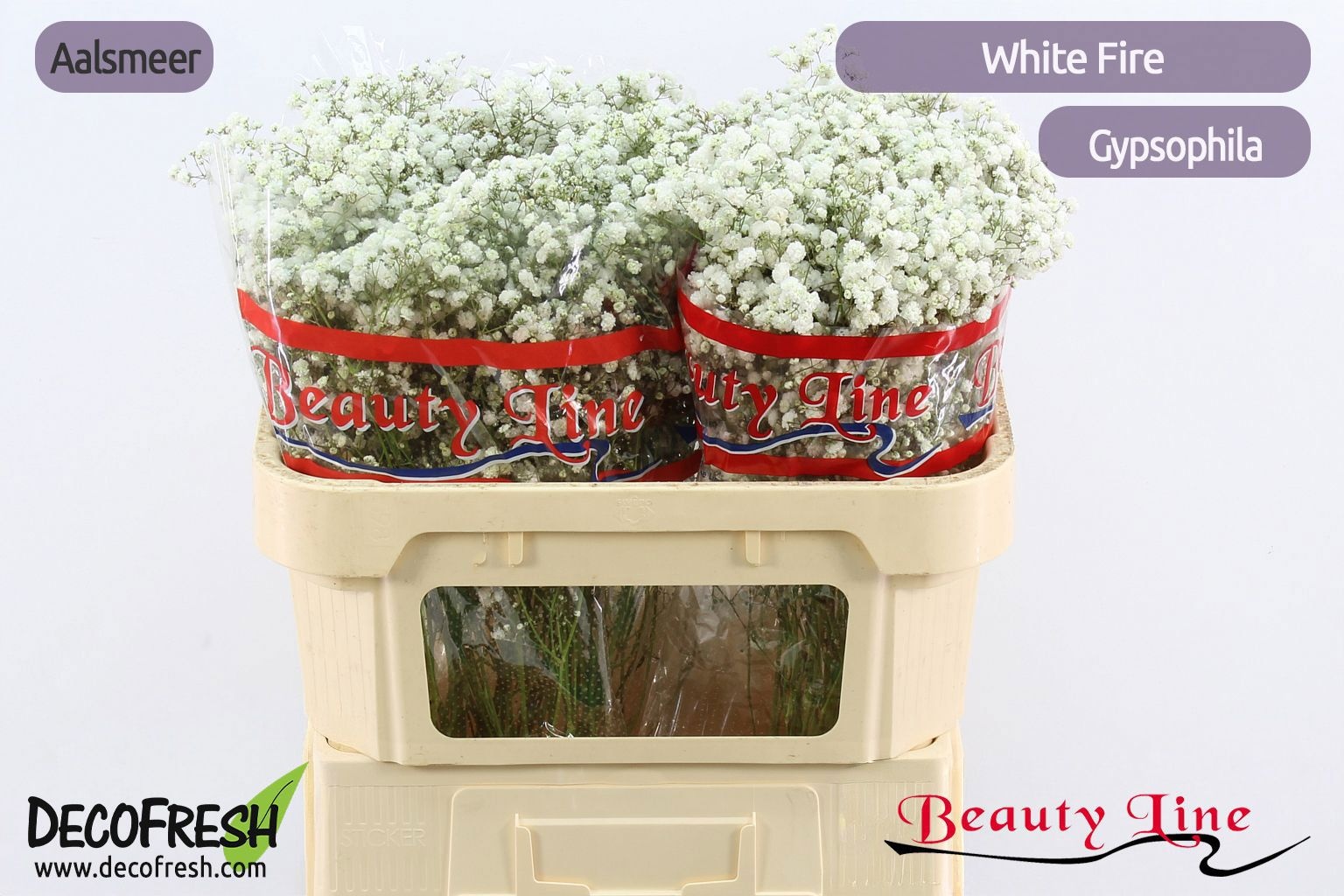 Gypsophila Pa White Fire 70cm 30gram