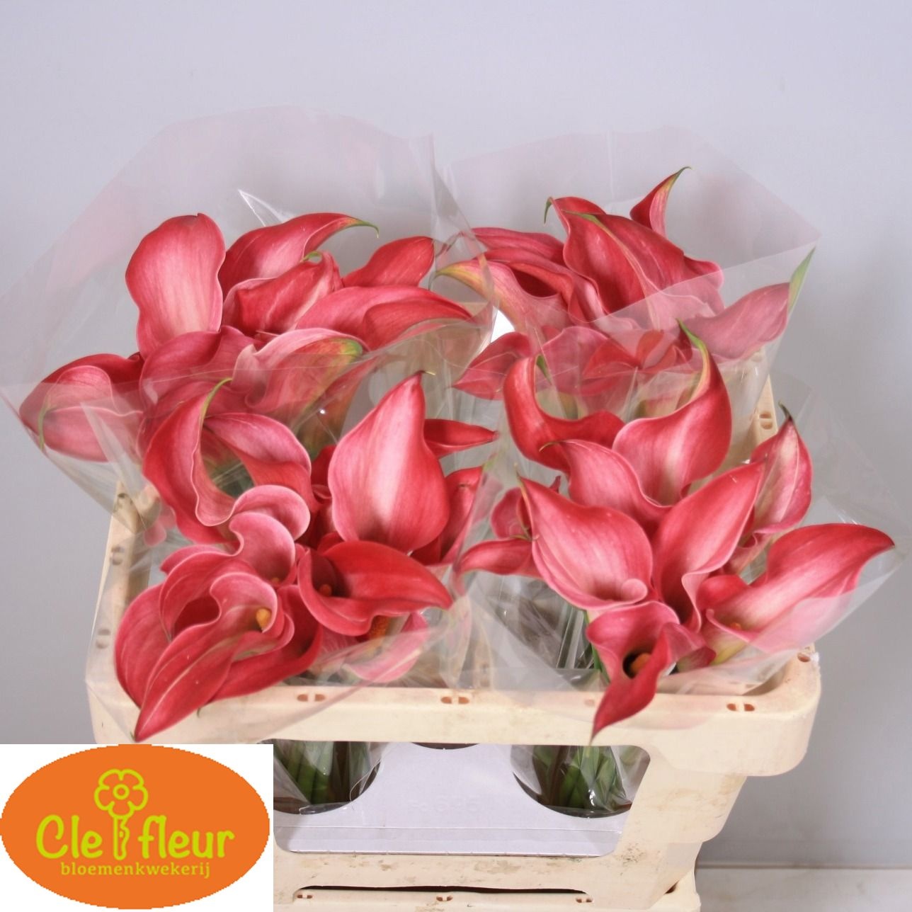 Calla Claudia 50cm
