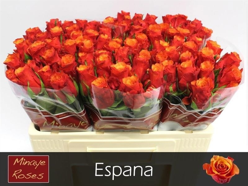 R Gr Espana@