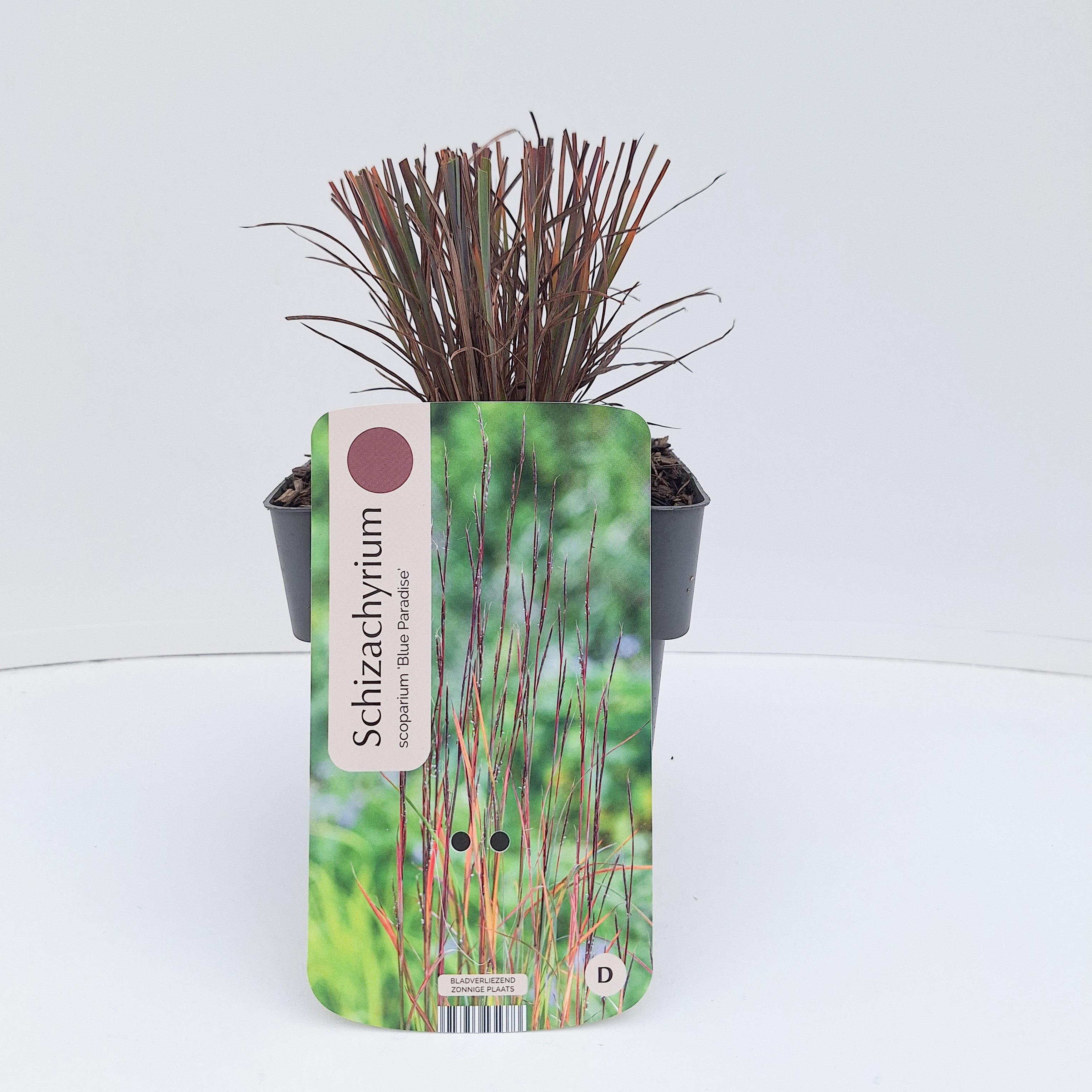 Schizachyrium scoparium 'Blue Paradise'®