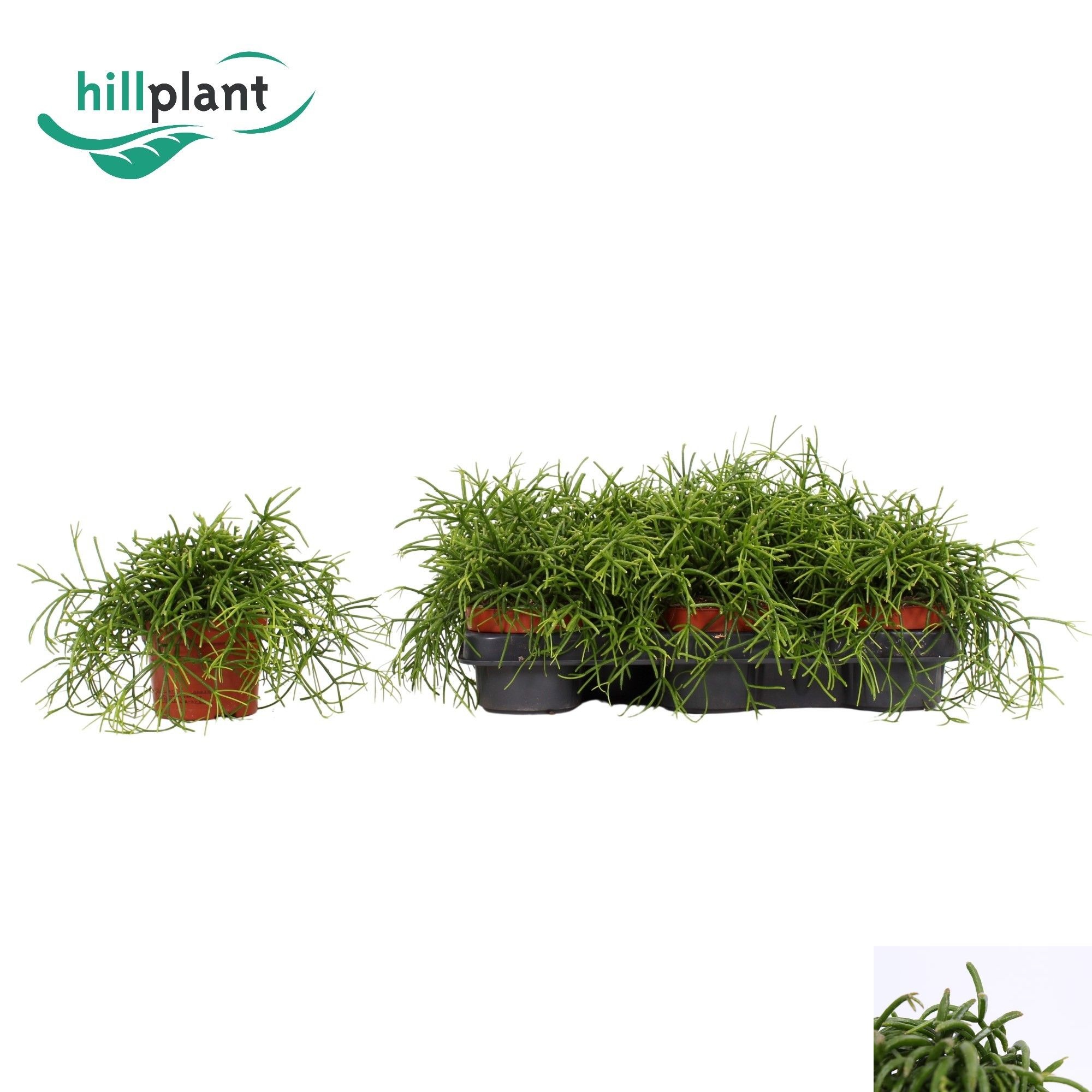 Rhipsalis Ba Oasis 510P 15H