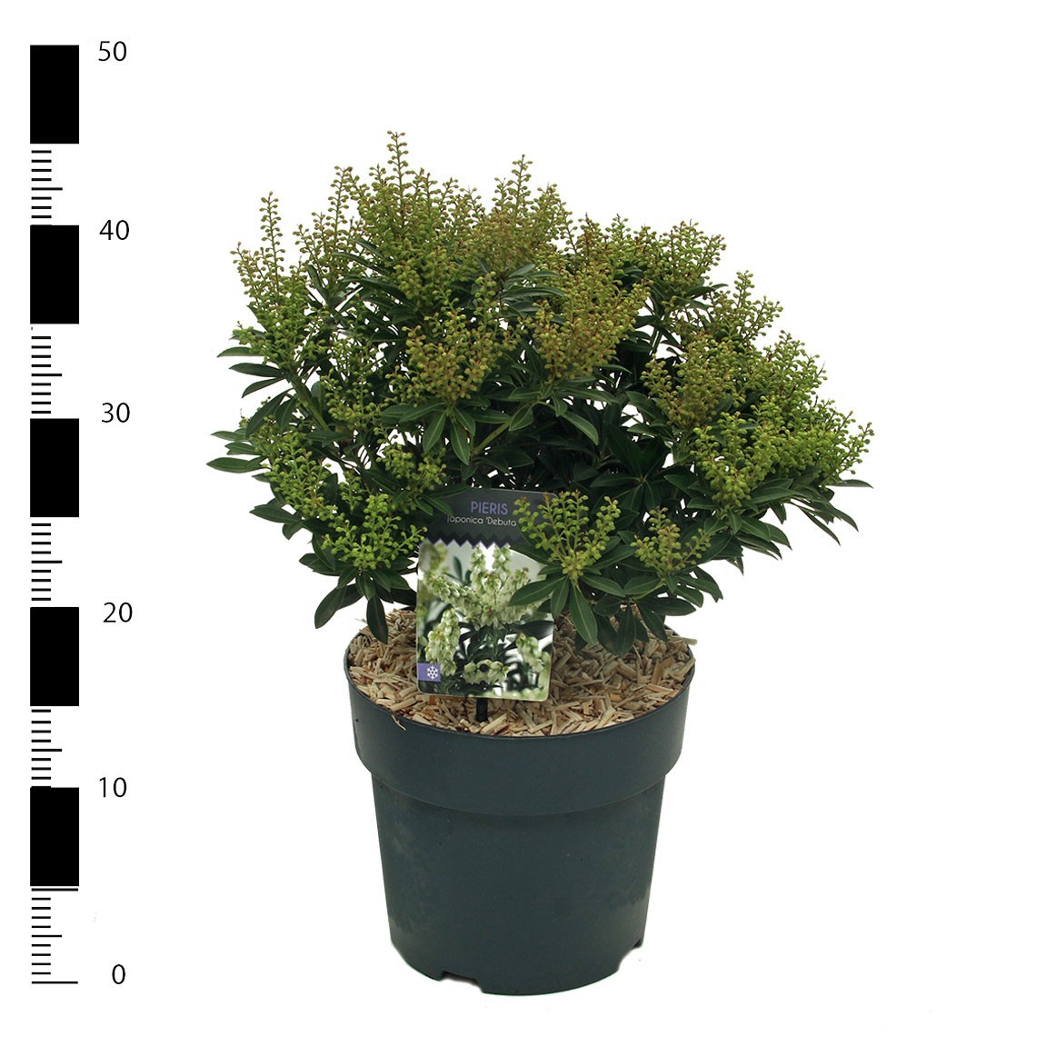 Picture of Pieris jap. Debutante