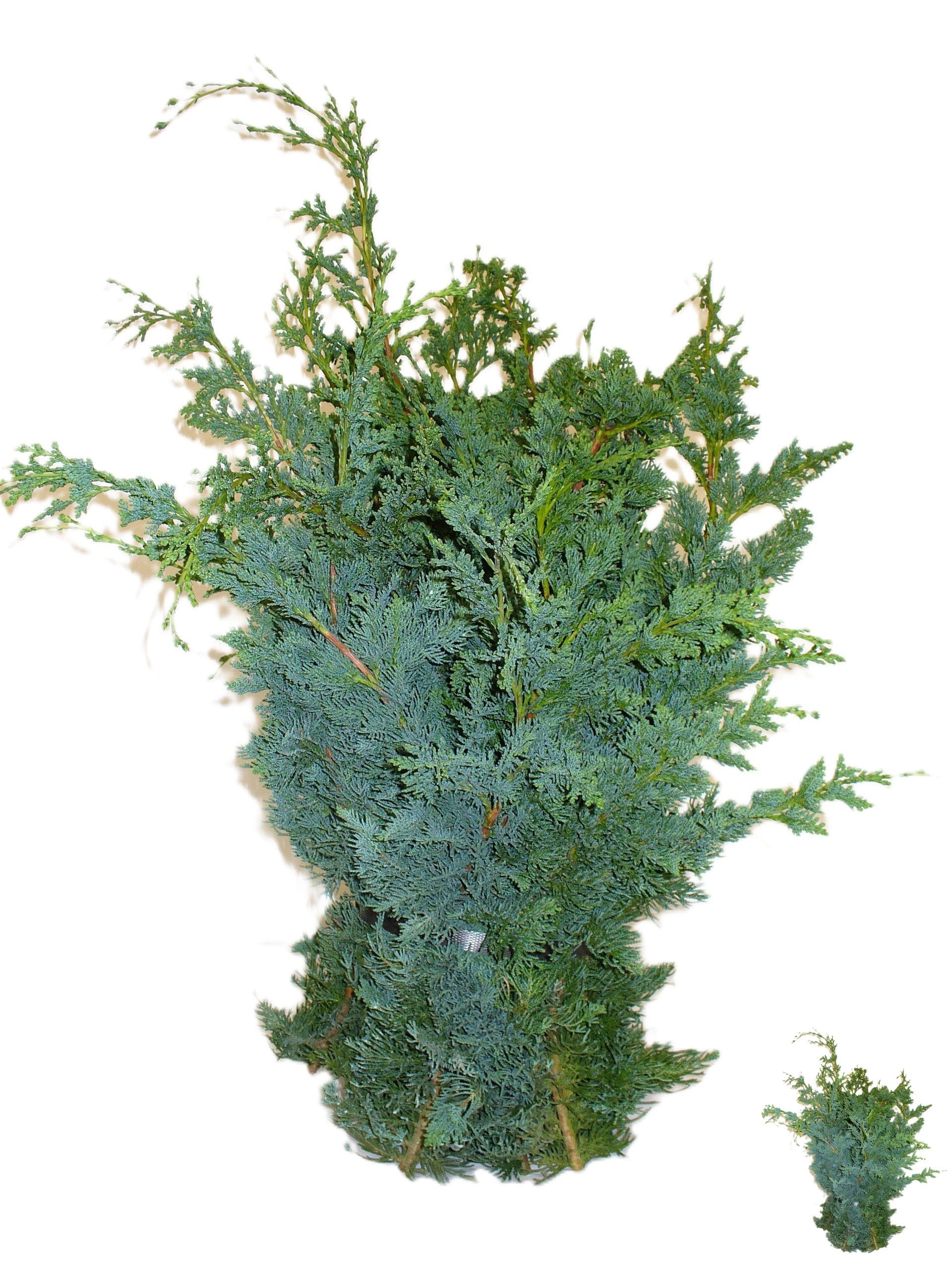 Chamaecyparis La Wisselii Bs 60cm 982gram
