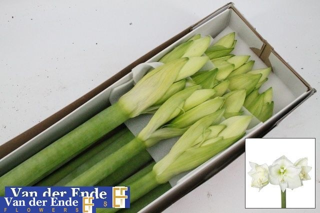 Hippeastrum Mont Blanc 4bl