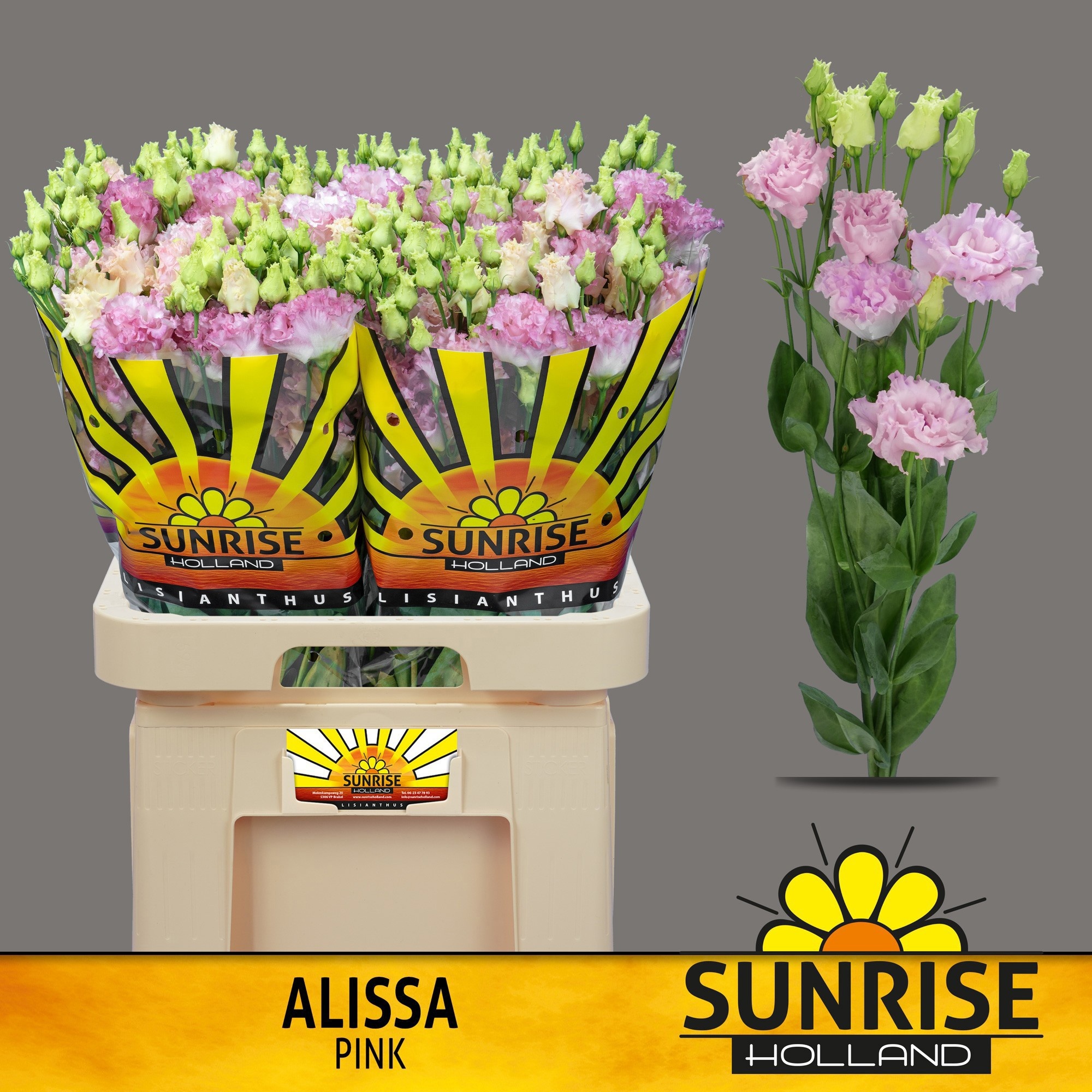 Eus G Alissa Pink