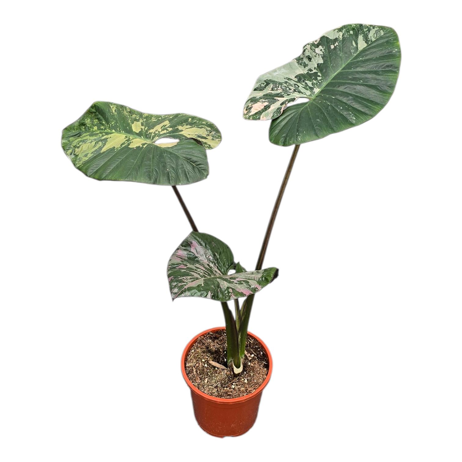 Alocasia Serendipity Variegata | Gardenline