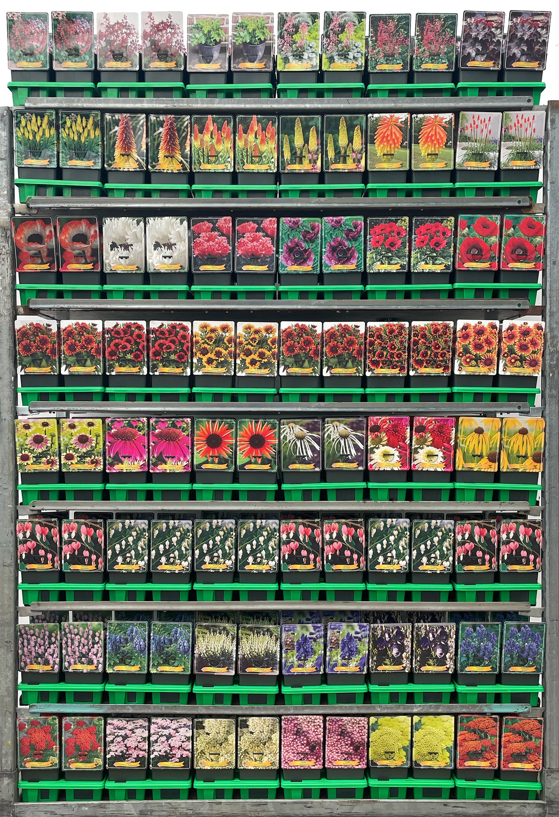 Picture of Vaste planten Mix CC 1 P11