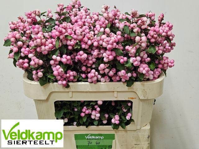 Sympho Mag Ruby Fall 70cm