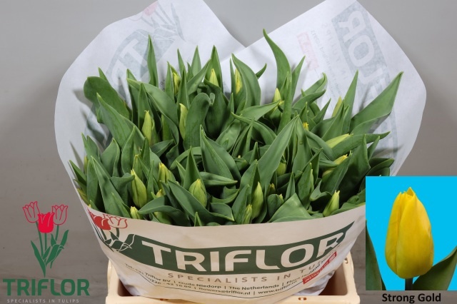 Tulipa Strong Gold 40cm 34gram
