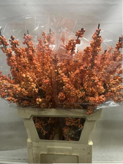 Ilex Winter Gold 90cm