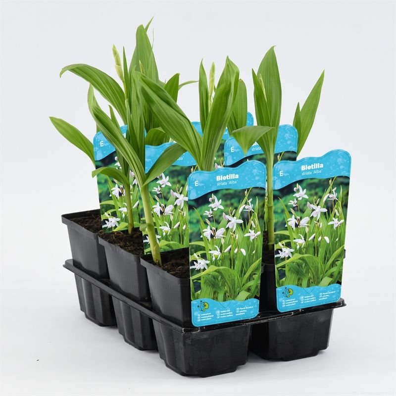 Bletilla striata 'Alba'
