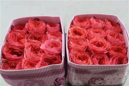 Rosa 50cm