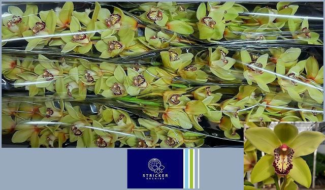 Cymbidium Saffier 12/15bl
