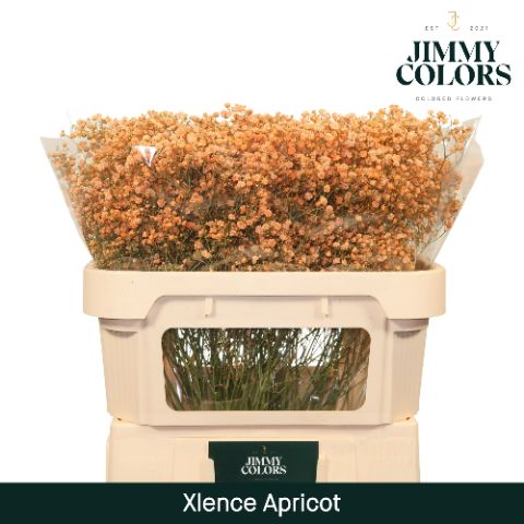 Gyps Xlence L70 Apricot