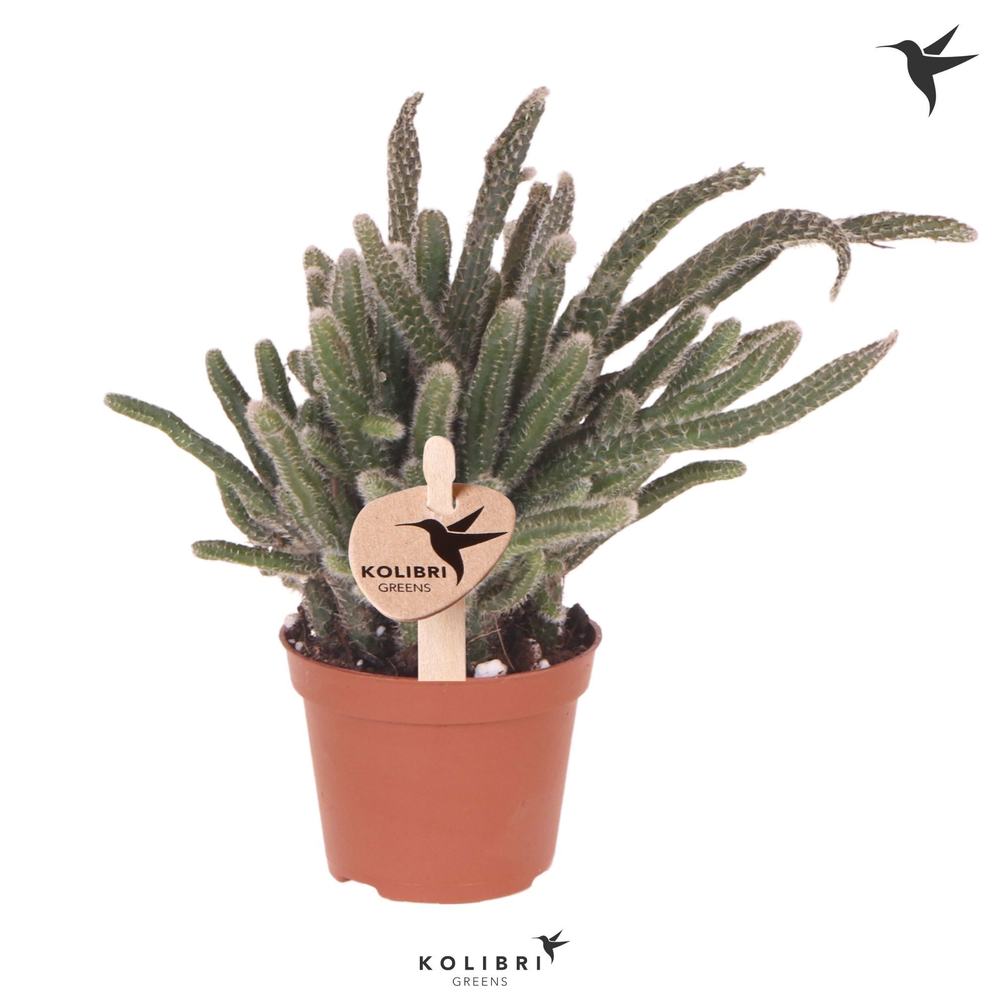 Rhipsalis Kolibri Greens Rhipsalis Baccifera Horrida