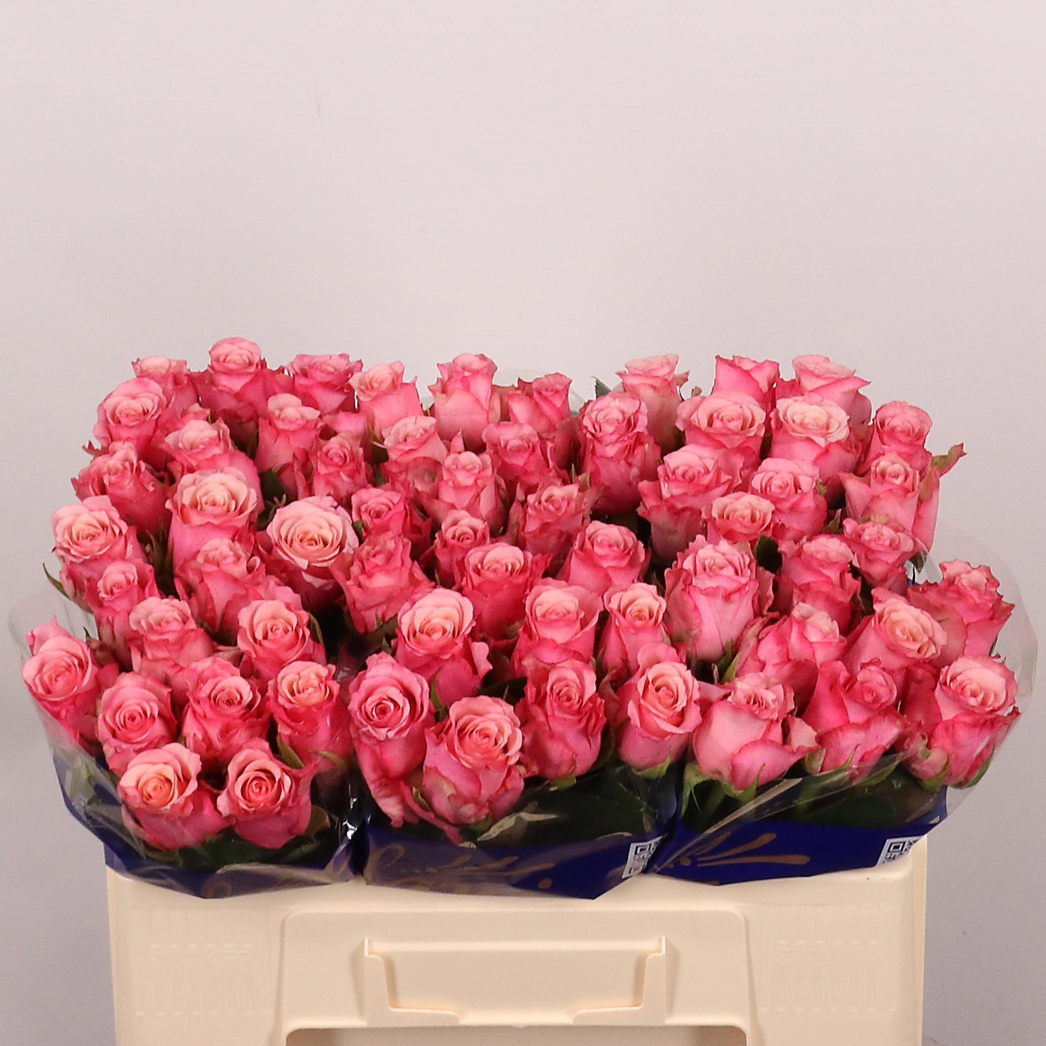 Rosa Ramonda 50cm