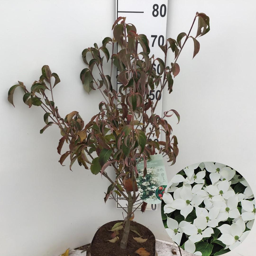 Picture of Cornus kousa chinensis P26 (7.5 Ltr) (LOOSE)