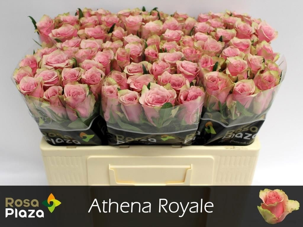 R Gr Athena Royale